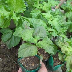 青じその苗の画像