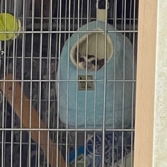 フクロモモンガ