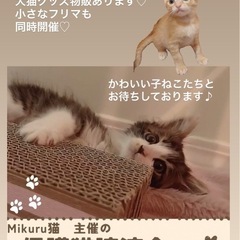 🌷🌹猫ちゃんの譲渡会🌹🌷