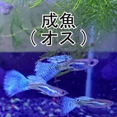 まだ受付中～《国産グッピー》ブルーグラス　グッピー　成魚オス２匹