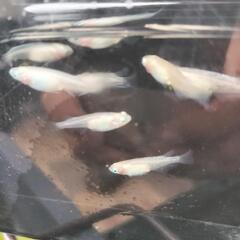 めだか◯紅ほっぺ◯メダカの画像
