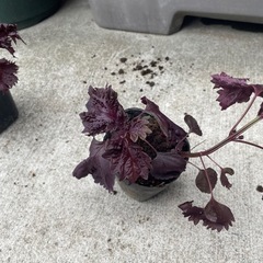 赤紫蘇の苗②