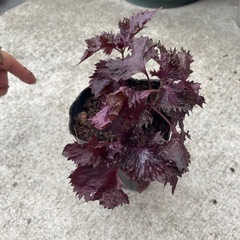 赤紫蘇の苗①