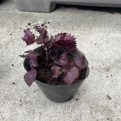 赤紫蘇の苗③