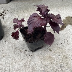 赤紫蘇の苗④
