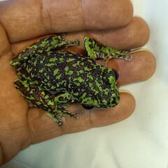 森青蛙（モリアオガエル）の画像