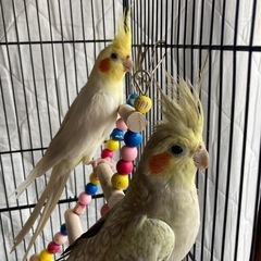 オカメインコ　ツガイになります。