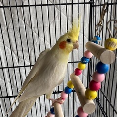 オカメインコ　ツガイになります。 - その他