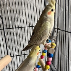 オカメインコ　ツガイになります。 - 京都市