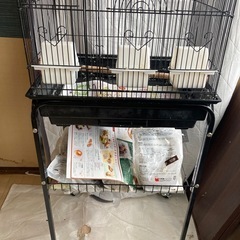 オカメインコ　ツガイになります。 - 里親募集