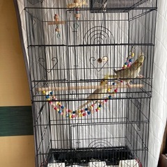 オカメインコ　ツガイになります。 − 京都府