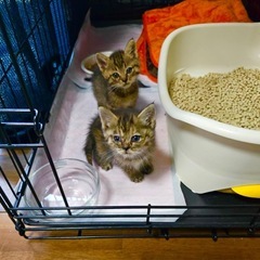 チビねこ兄弟　2匹募集です^ ^