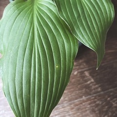決定しました　ホスタ　ギボウシの苗　２株入ってますの画像