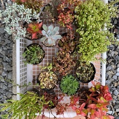 多肉植物(まとめ買いお得)の画像