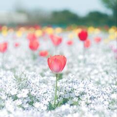 カメラ友達募集中です🌷