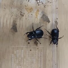 コカブト♂♀