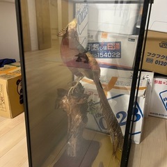 剥製　はく製　錦鶏鳥　　の画像