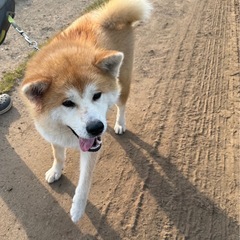 秋田犬　5/20産まれ1才の女の子　里親募集 - 那須塩原市