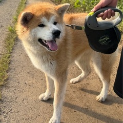 秋田犬　5/20産まれ1才の女の子　里親募集 - 犬
