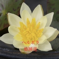 （交渉中）🌸姫睡蓮(ヘルボラ )1ポット700円