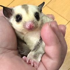 フクロモモンガ プラチナベビー女の子