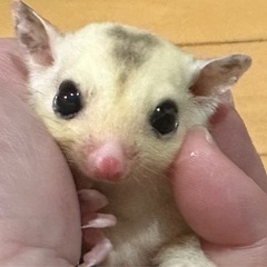 フクロモモンガモザイクベビー男の子