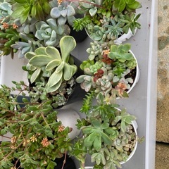 多肉植物(まとめ買いがお得)の画像