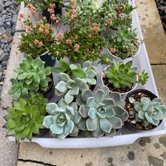 多肉植物(まとめ買いがお得)の画像