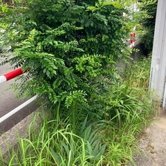 【庭木・草刈り・剪定作業お任せください！】