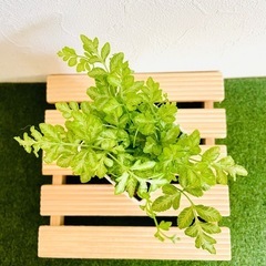 プテリス　エバージェミエンシス　観葉植物　鉢植え　そのまま飾れる　無機質の土の画像