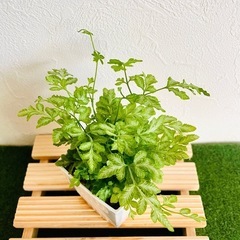 プテリス　エバージェミエンシス　観葉植物　鉢植え　そのまま飾れる　無機質の土の画像