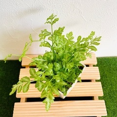 プテリス　エバージェミエンシス　観葉植物　鉢植え　そのまま飾れる　無機質の土の画像