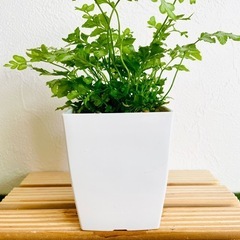 プテリス　エバージェミエンシス　観葉植物　鉢植え　そのまま飾れる　無機質の土の画像