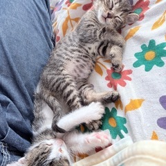6/29に保護した子猫のお家探してます。