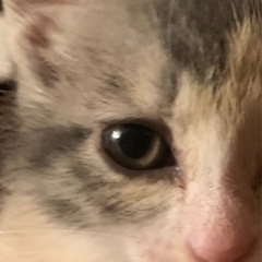 パステル三毛　生後6週です