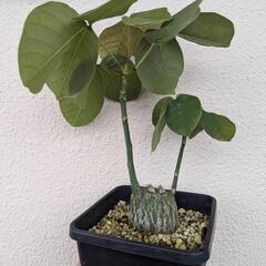 実生ボンバックス