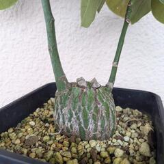 実生ボンバックスの画像