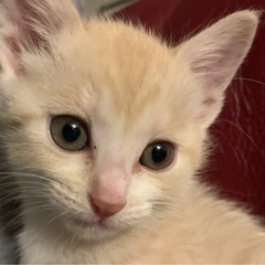 パステル茶トラの赤ちゃん猫です
