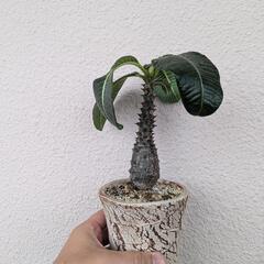 パキポディウム　ウィンゾリー実生　鉢付きの画像