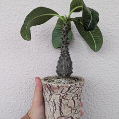 パキポディウム　ウィンゾリー実生　鉢付き