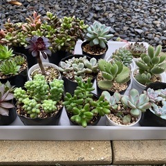多肉植物(まとめ買いがお得)の画像