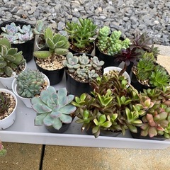 多肉植物(まとめ買いがお得)の画像