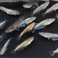 めだか　20匹＋α ミックス　写真現物　メダカ