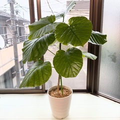 ウンベラータ