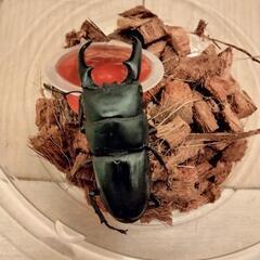 クワガタ カブトムシ採集(奈良県中和地域)