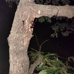 クワガタ カブトムシ採集(奈良県中和地域)