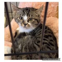 キジ白 丸顔が可愛い❤️クリクリお目めの男の子