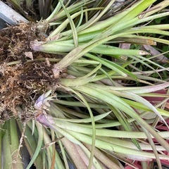 ヨウラクツツアナナスの画像