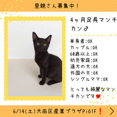 里親募集中！4ヶ月足長マンチカン♂(⋈◍＞◡＜◍)。✧♡