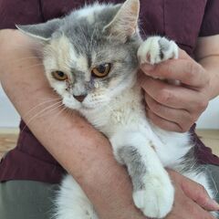 里親募集中！足長マンチカン♀